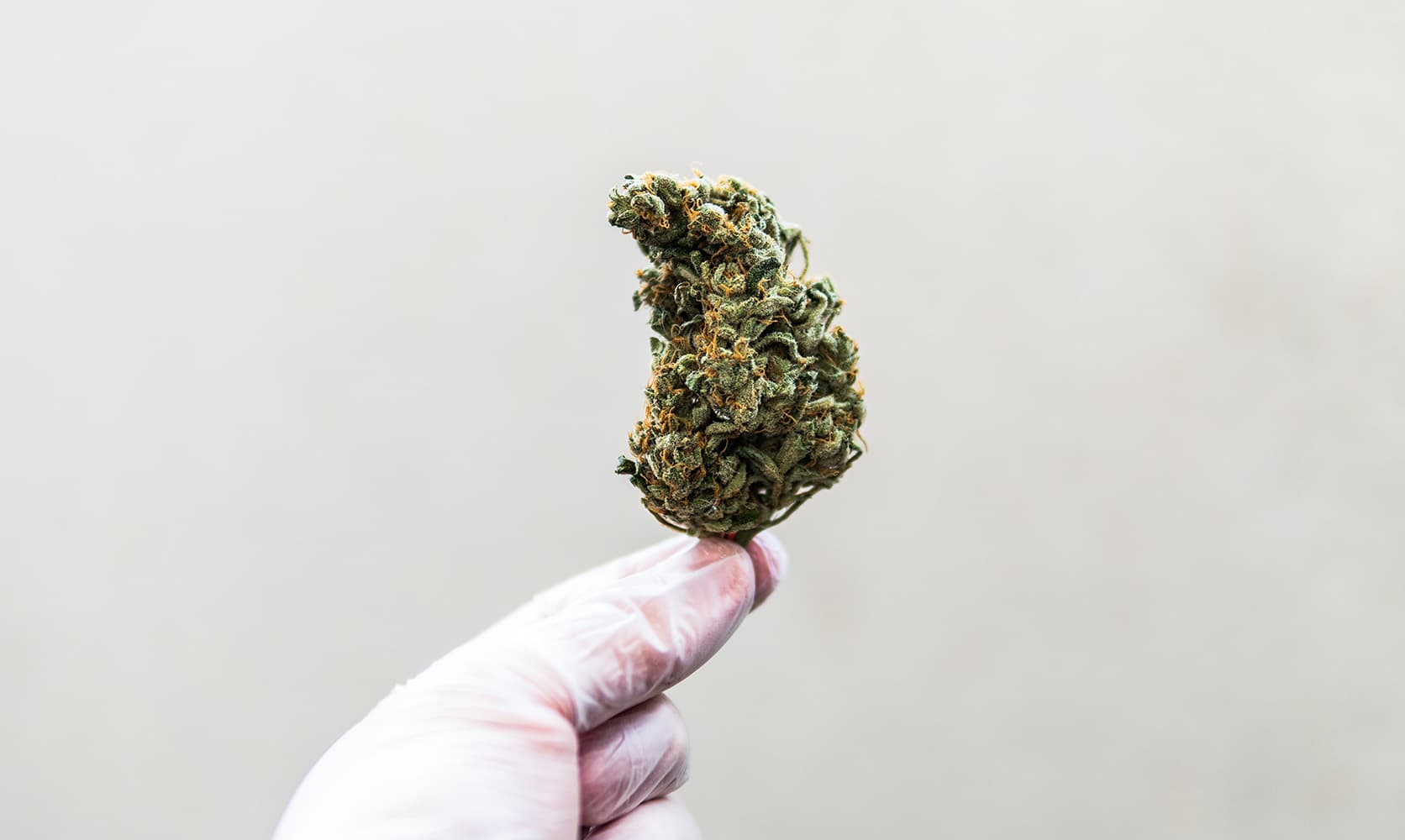 Limitierte Strains sofort verfügbar – Weed Samen kaufen ohne Wartezeit
